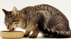 Nutriție adecvată pentru pisică